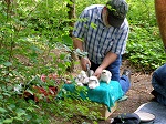 Naturalist banding Cooper Hawk Chicks